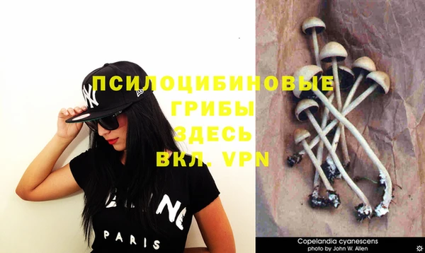 стафф Арсеньев